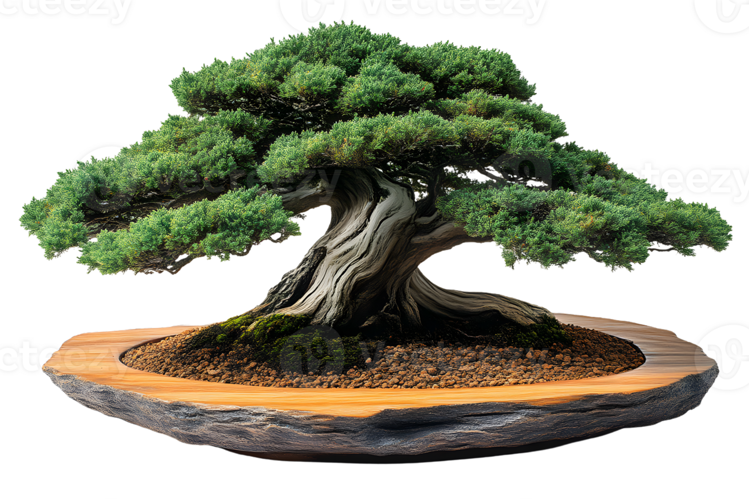 Impressive Bonsai Tree in a Unique Pot Detailed Trunk and Lush Foliage png