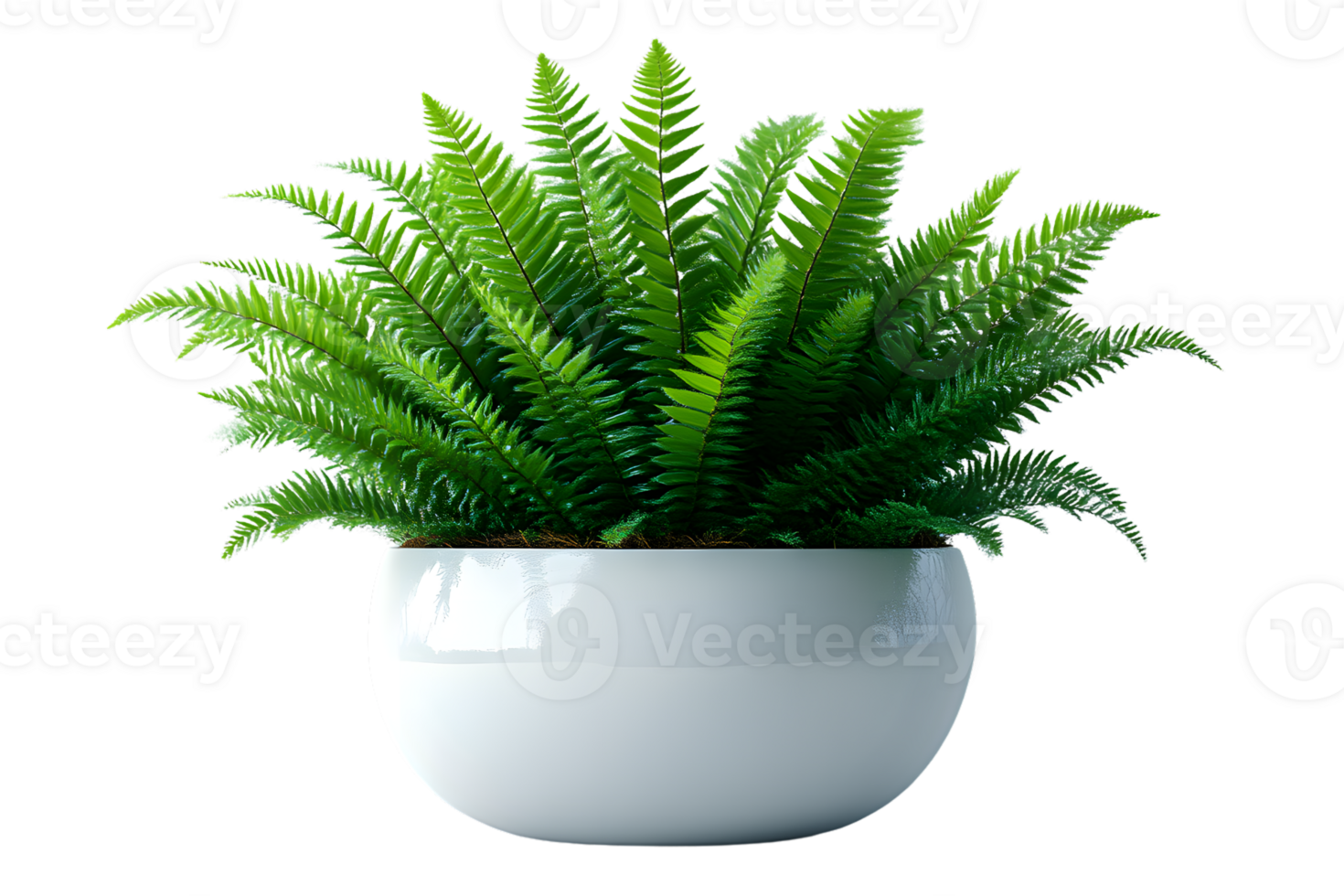 Lush Green Fern in Modern White Pot Home Decor Interior Plant png