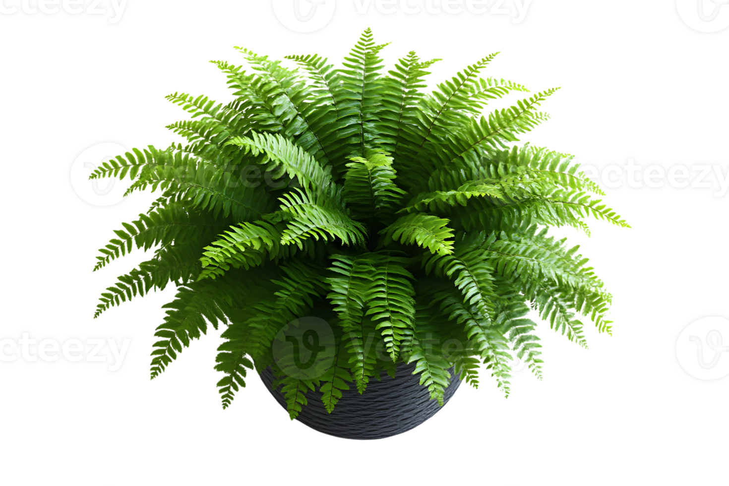 Lush Green Fern Plant in Pot Top View Indoor Plant Houseplant Nature Photography png