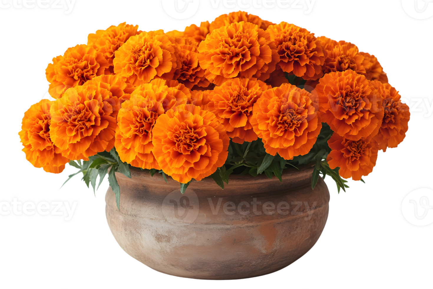 Orange Marigolds in Terracotta Pot Vibrant Autumn Flowers Still Life Photography png