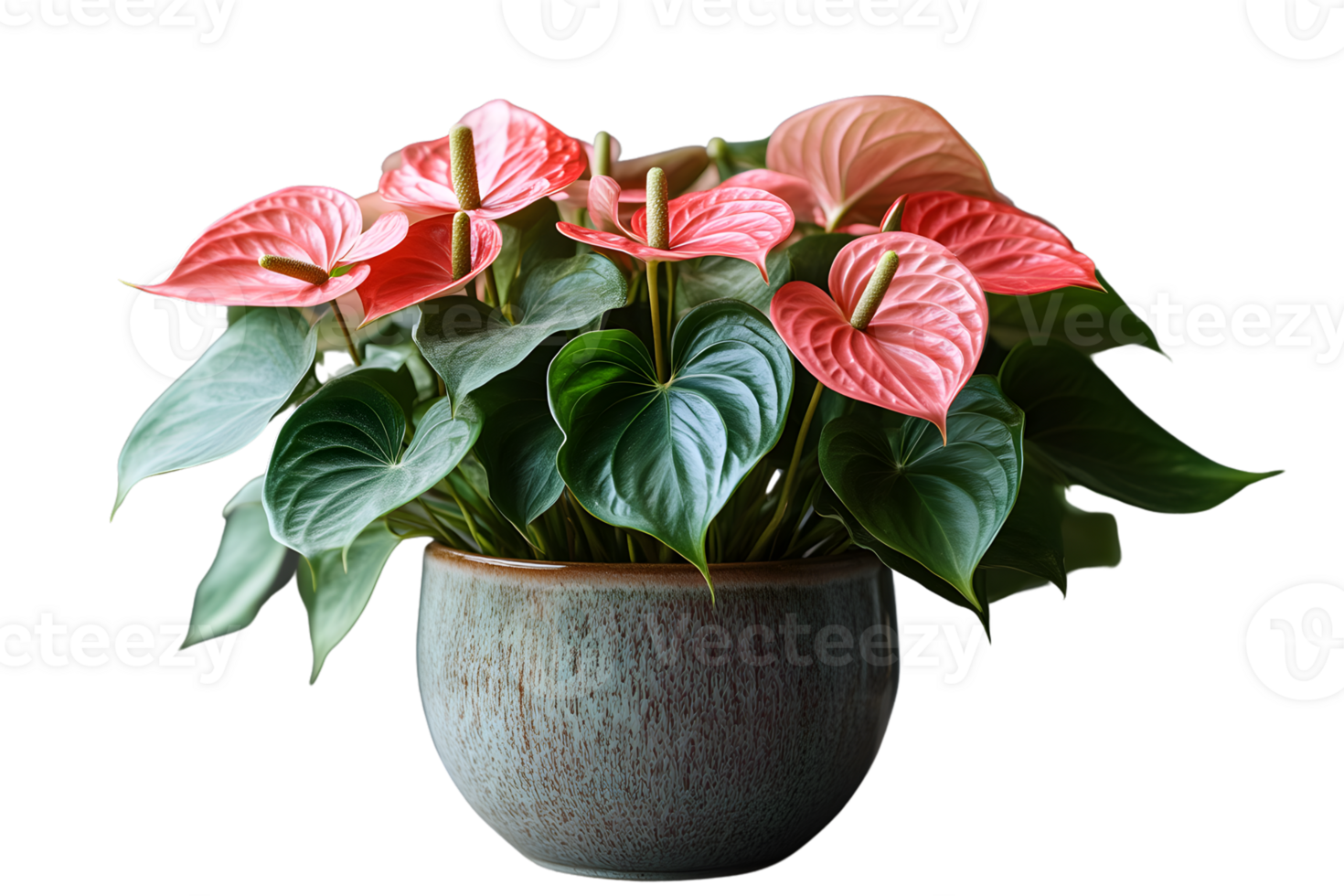 Pink Anthurium Flowers in Pot Home Decor Botanical Photography png