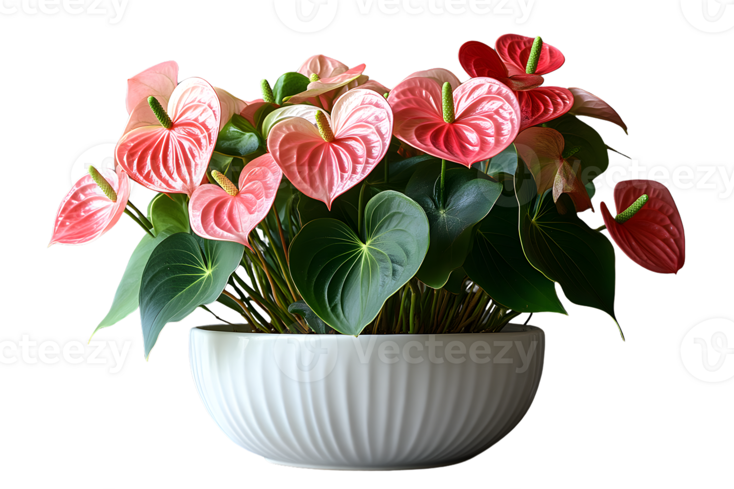 Pink Anthurium Flowers in White Pot Houseplant Bloom Indoor Plant png