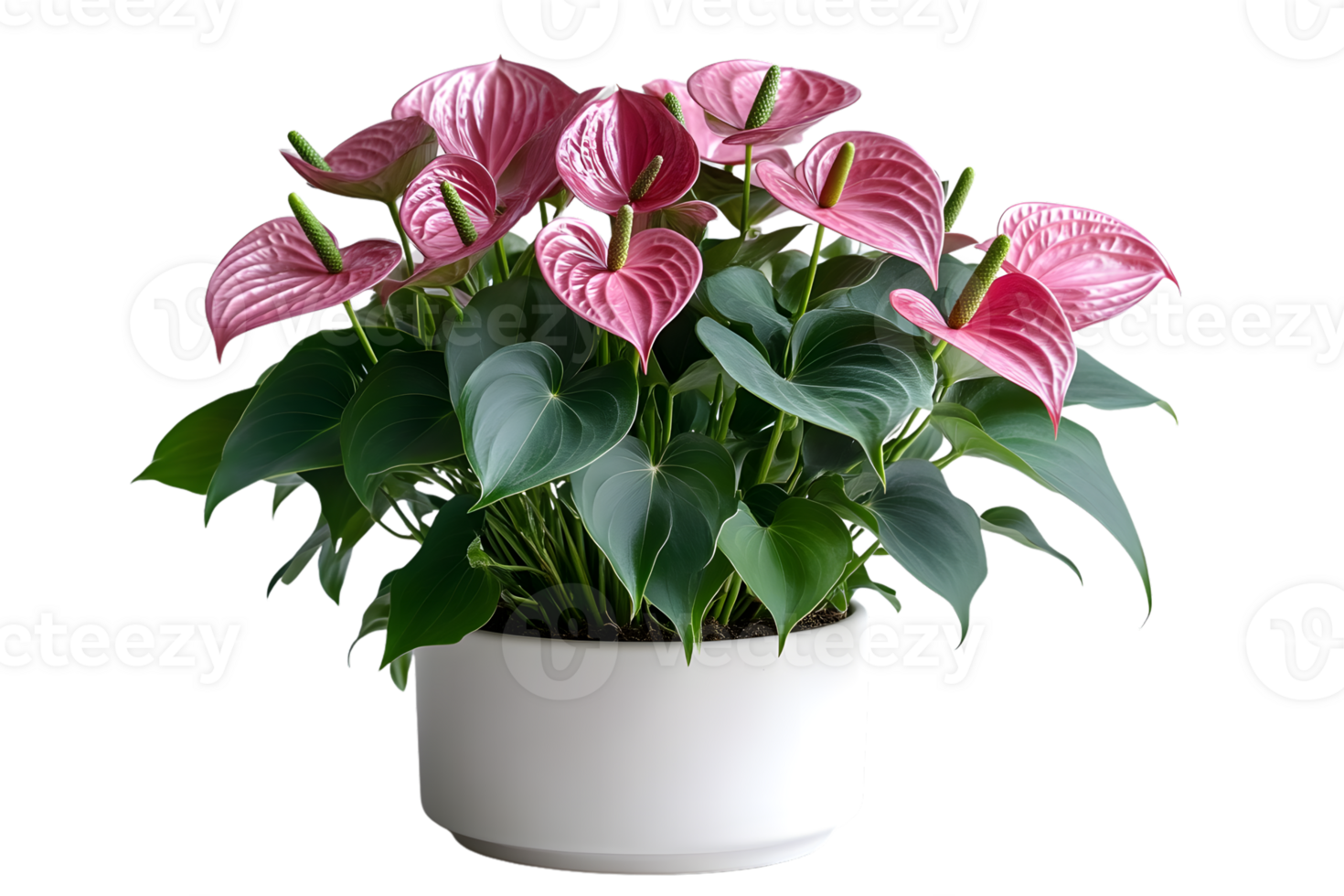 Pink Anthurium Plant in White Pot Lush Green Foliage Home Decor Interior Design png