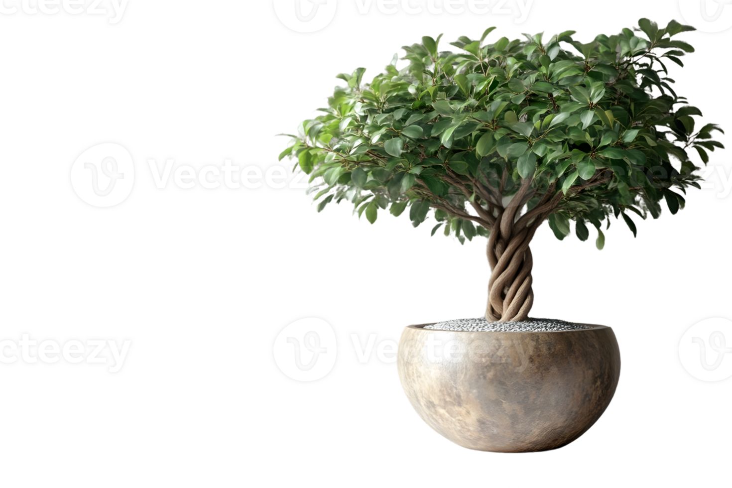 Potted Bonsai Tree with Twisted Trunk and Lush Green Foliage in a Modern Planter for Home Decor png