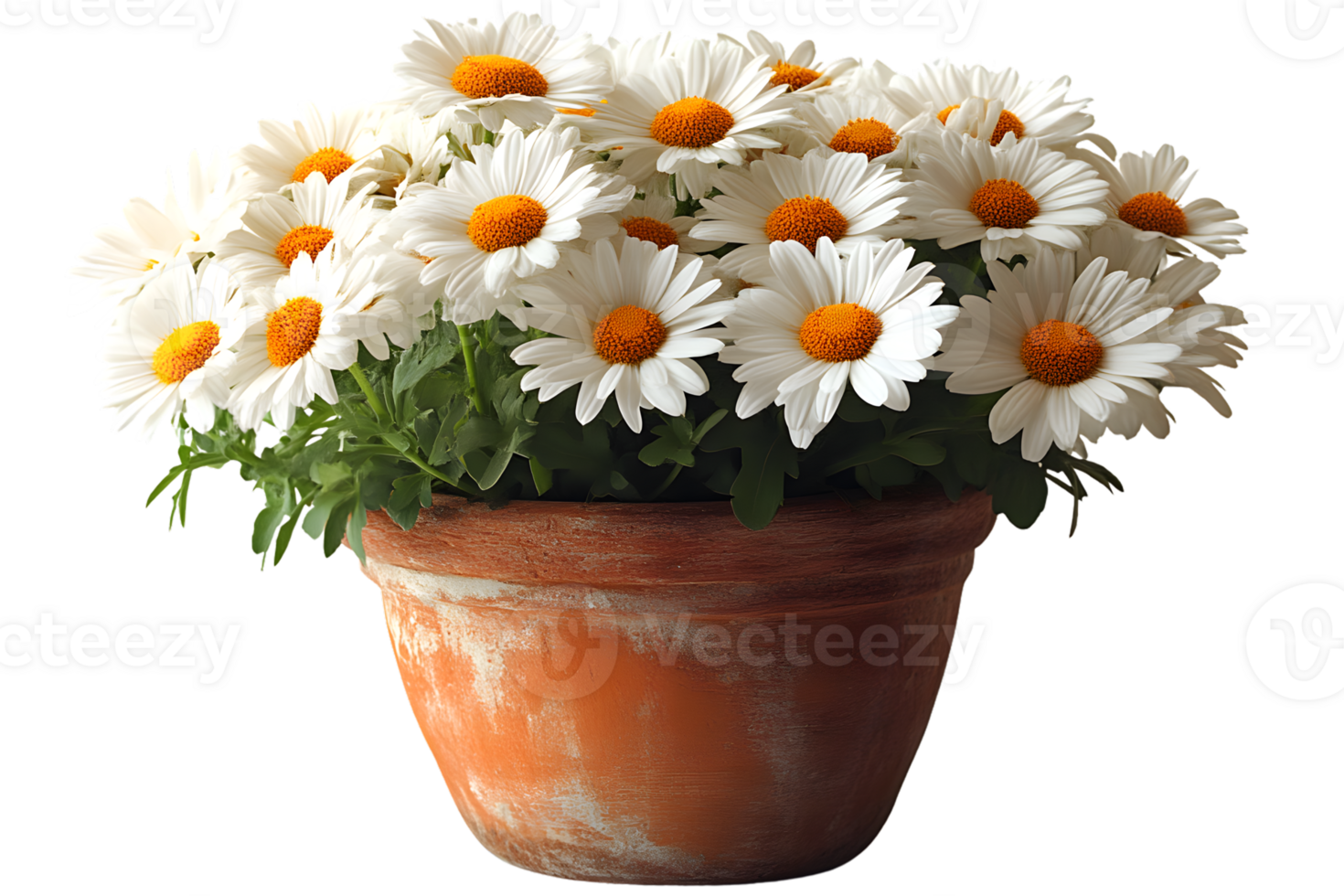 Potted daisies white flowers spring blooms floral arrangement terracotta pot garden flower png