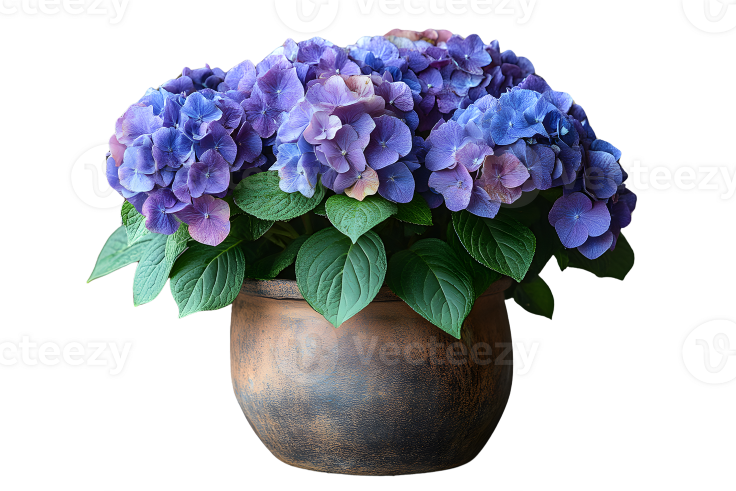 Purple Hydrangeas in Rustic Pot Blooming Flowers Botanical Photography png