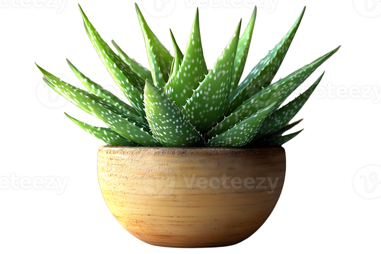 Potted Succulent Plant with Spiky Leaves in a Wooden Bowl for Home Decor and Botanical Themes png
