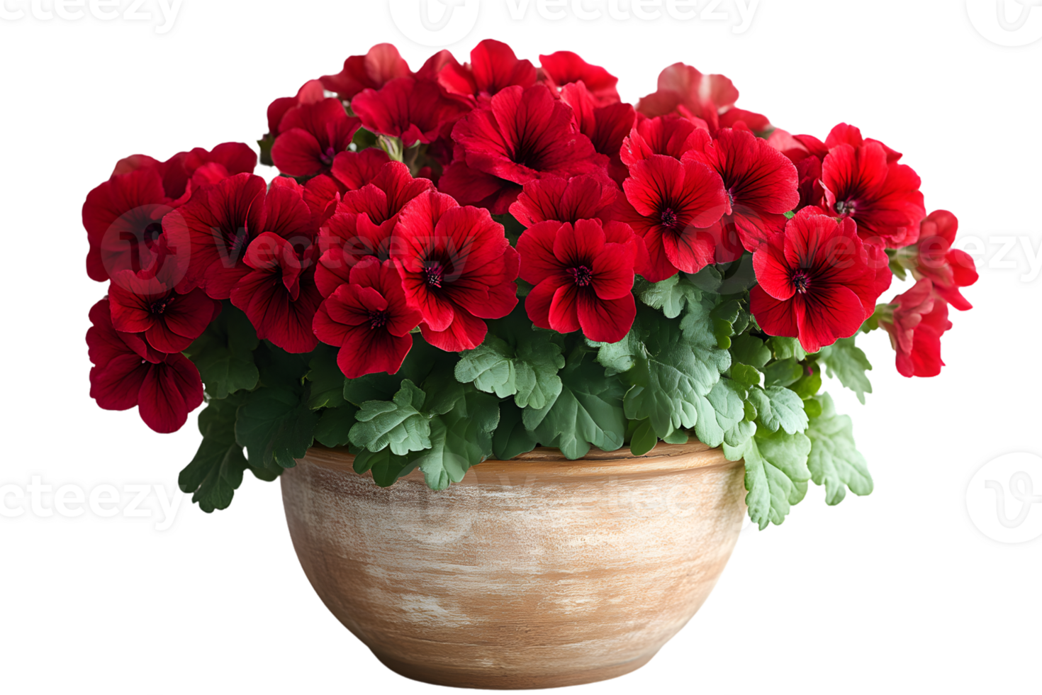 Red Flowers in Pot Vibrant Blooms Home Decor Garden Botany png