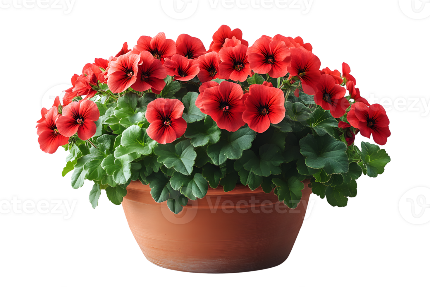 Red flowers in terracotta pot vibrant bloom lush greenery isolated background png