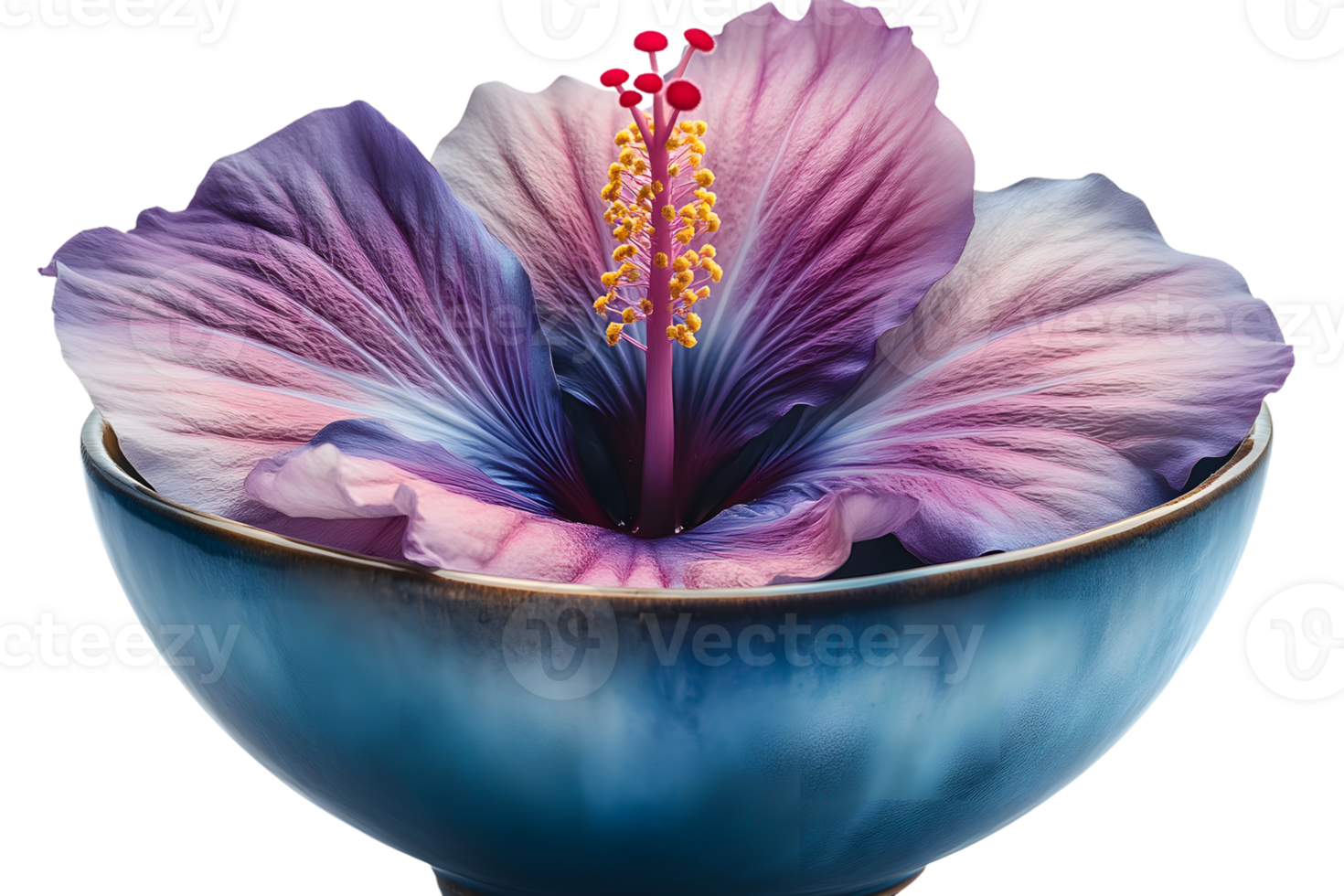 Stunning Purple Hibiscus Flower in Blue Bowl Floral Still Life Photography png