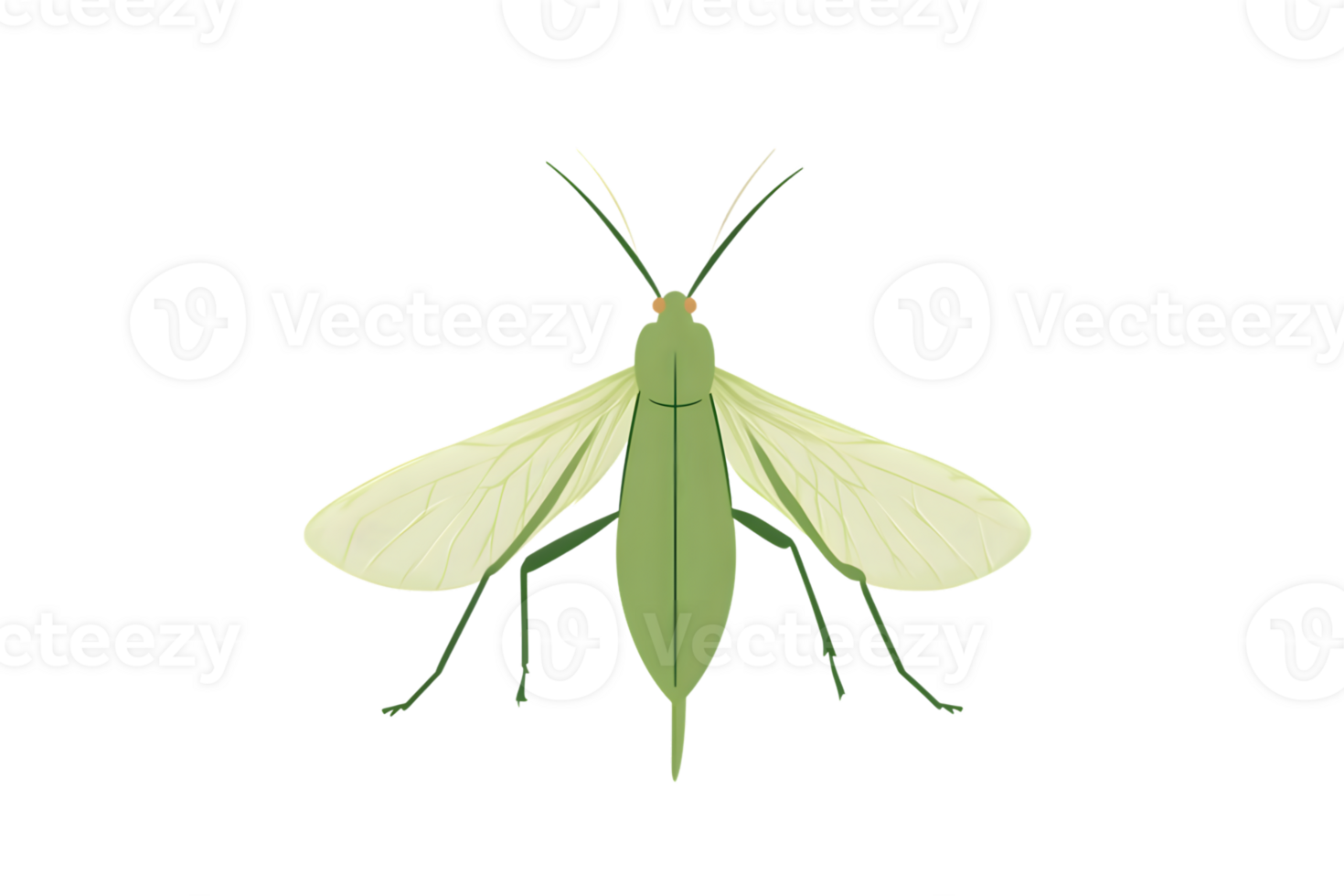 A detailed illustration of a green insect with translucent wings ideal for educational materia png