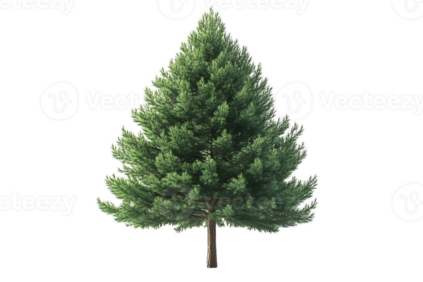 A lush evergreen tree with dense foliage perfect for nature backgrounds and environmental them png