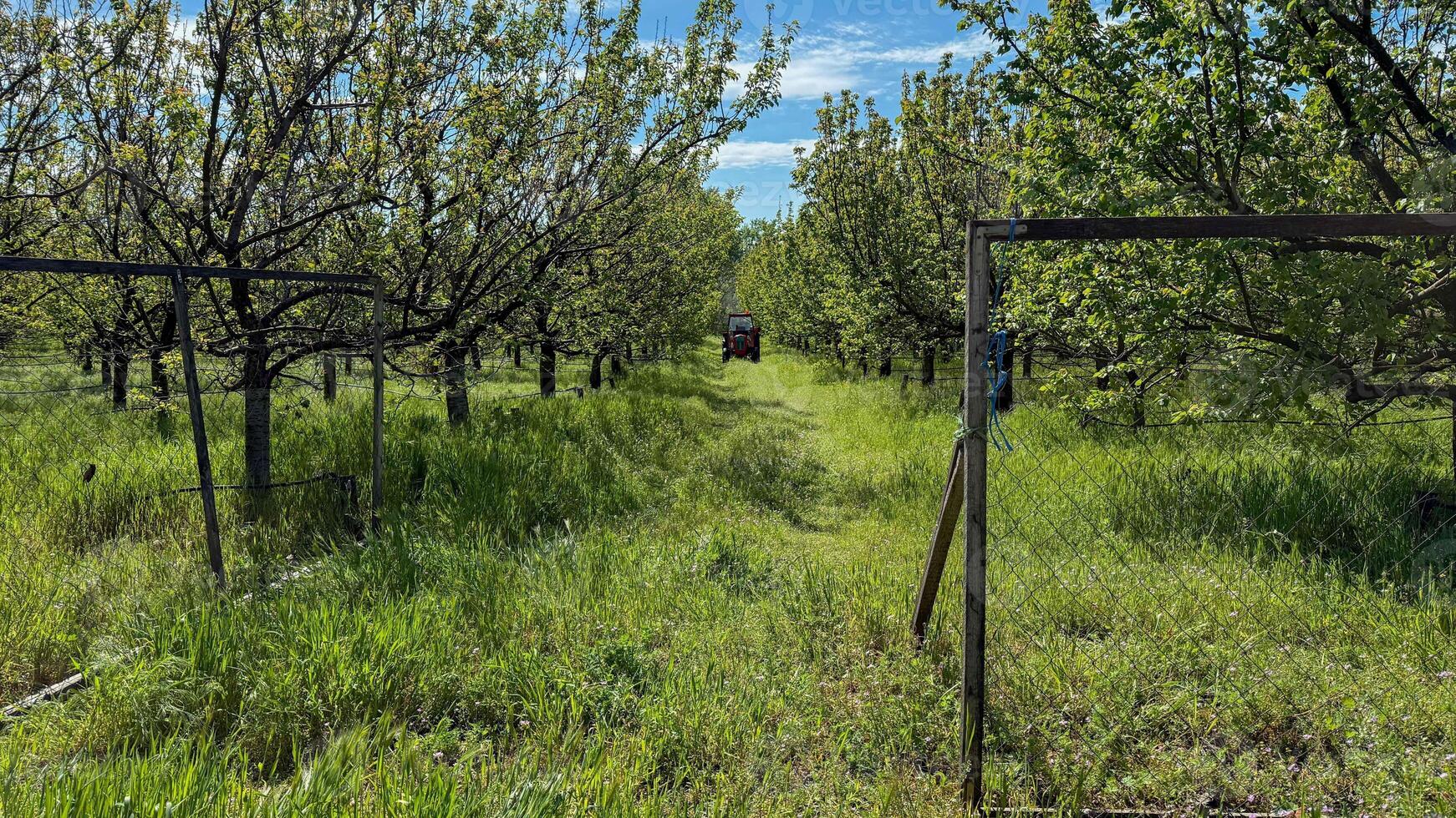 Lush orchard whispers springs renewal, verdant path beckons earths bounty, reminiscent of Arbor Day and Greenery Day photo