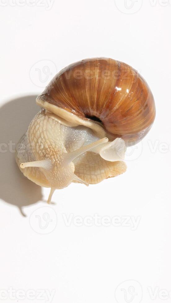 Elegantly spiraled snail shell, natures architecture, symbolizing patience, rare gastropod day, vernal equinox, eco bio diversity muse photo