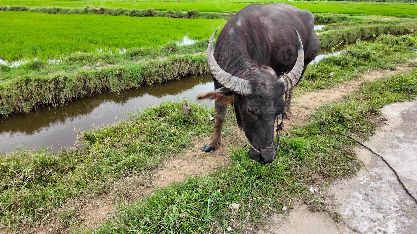 Water buffalo grazing in lush green rice field, symbolizing agricultural abundance and harvest season in rural Asia photo