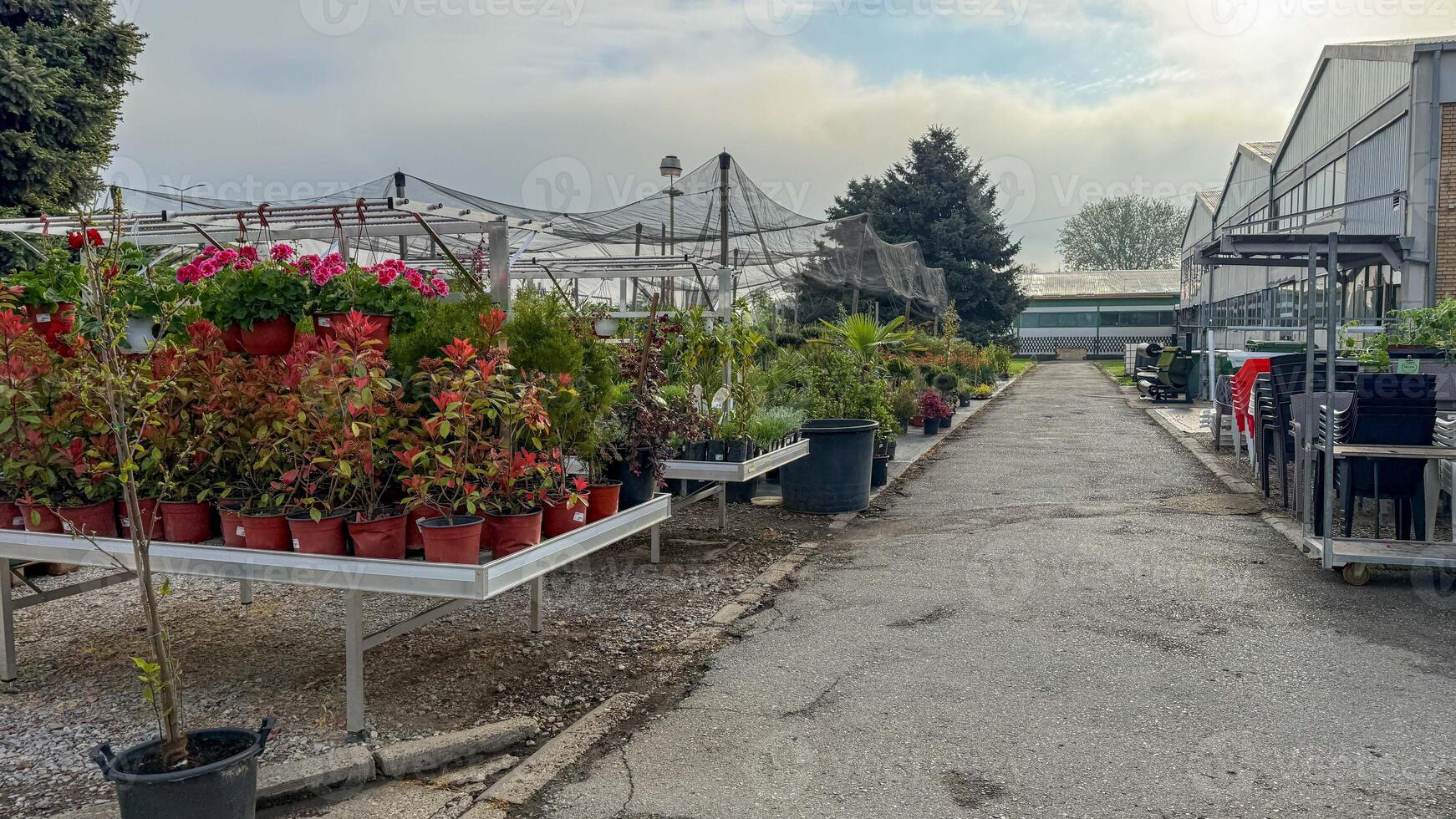 Greenhouse alleyway bursting with vibrant potted blooms, evoking spring equinox renewal and the eccentricity of Japanese Hanami celebrations photo