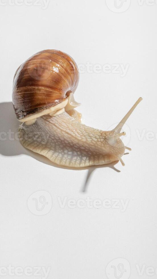 Graceful snail with a spiraled shell, embodying Slow Living Days tranquility, echoes natures quiet dance in gardens worldwide photo