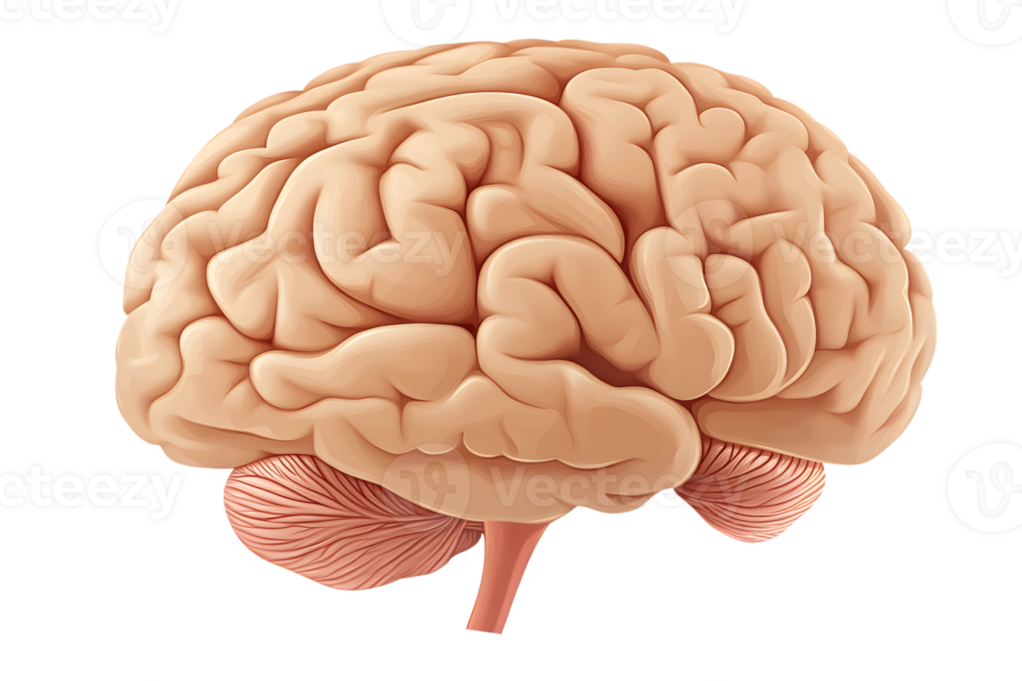 Detailed Illustration of a Human Brain with Visible Lobes and Structures for Medical Education png
