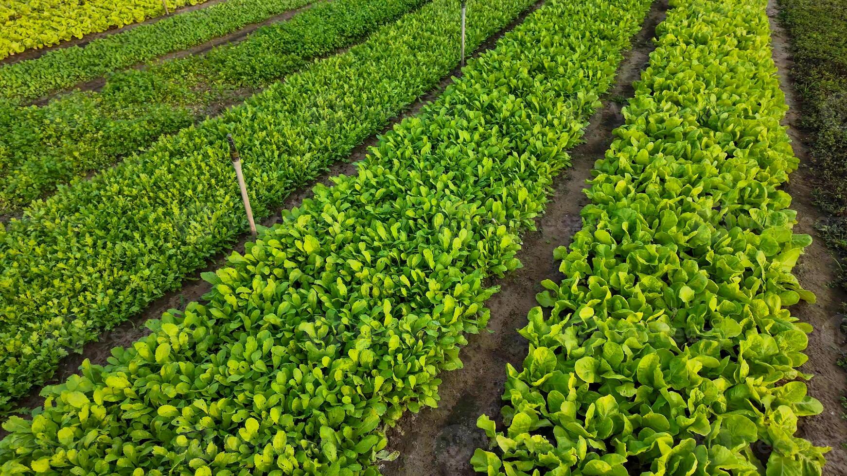 Lush green vegetable rows in a sunny garden, representing sustainability and Earth Day, highlighting fresh, organic cultivation photo