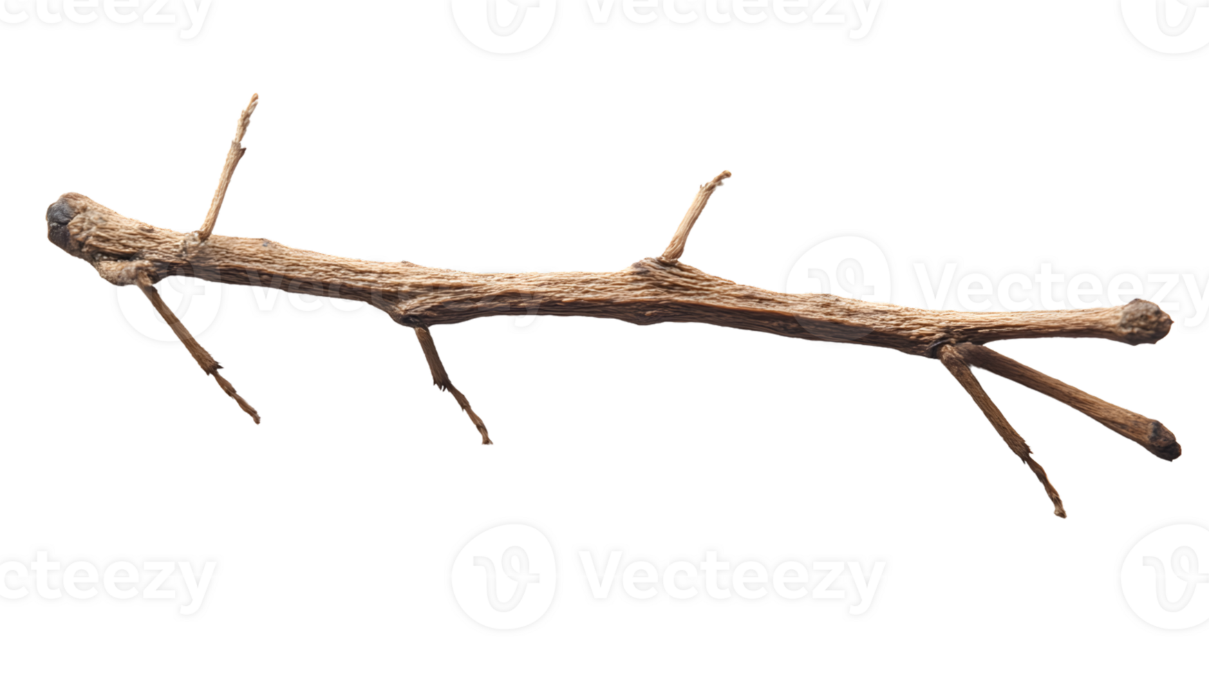 A detailed closeup of a natural textured branch with intricate details and small offshoots i png