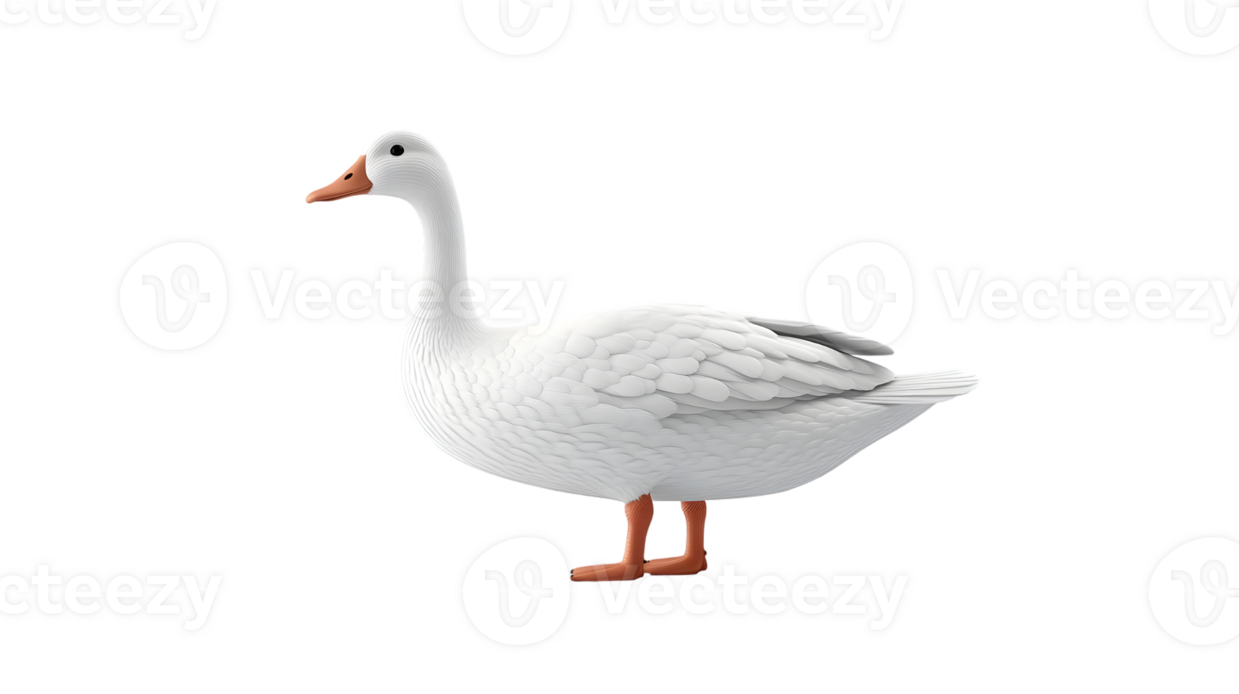 A pristine white bird with orange beak and legs standing against a black background ideal for png