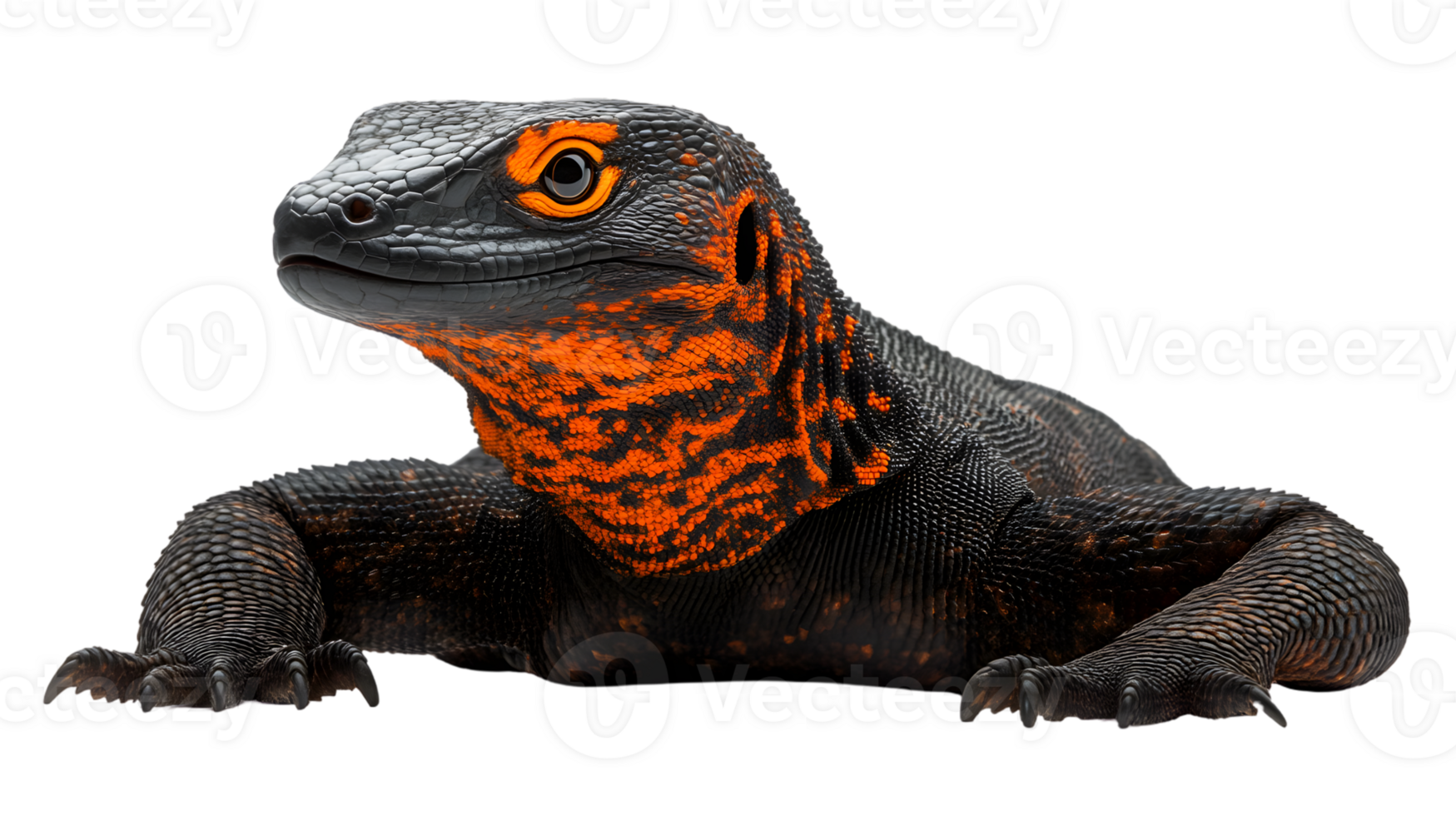 A vibrant reptile with striking orange patterns perfect for nature and wildlife themes png