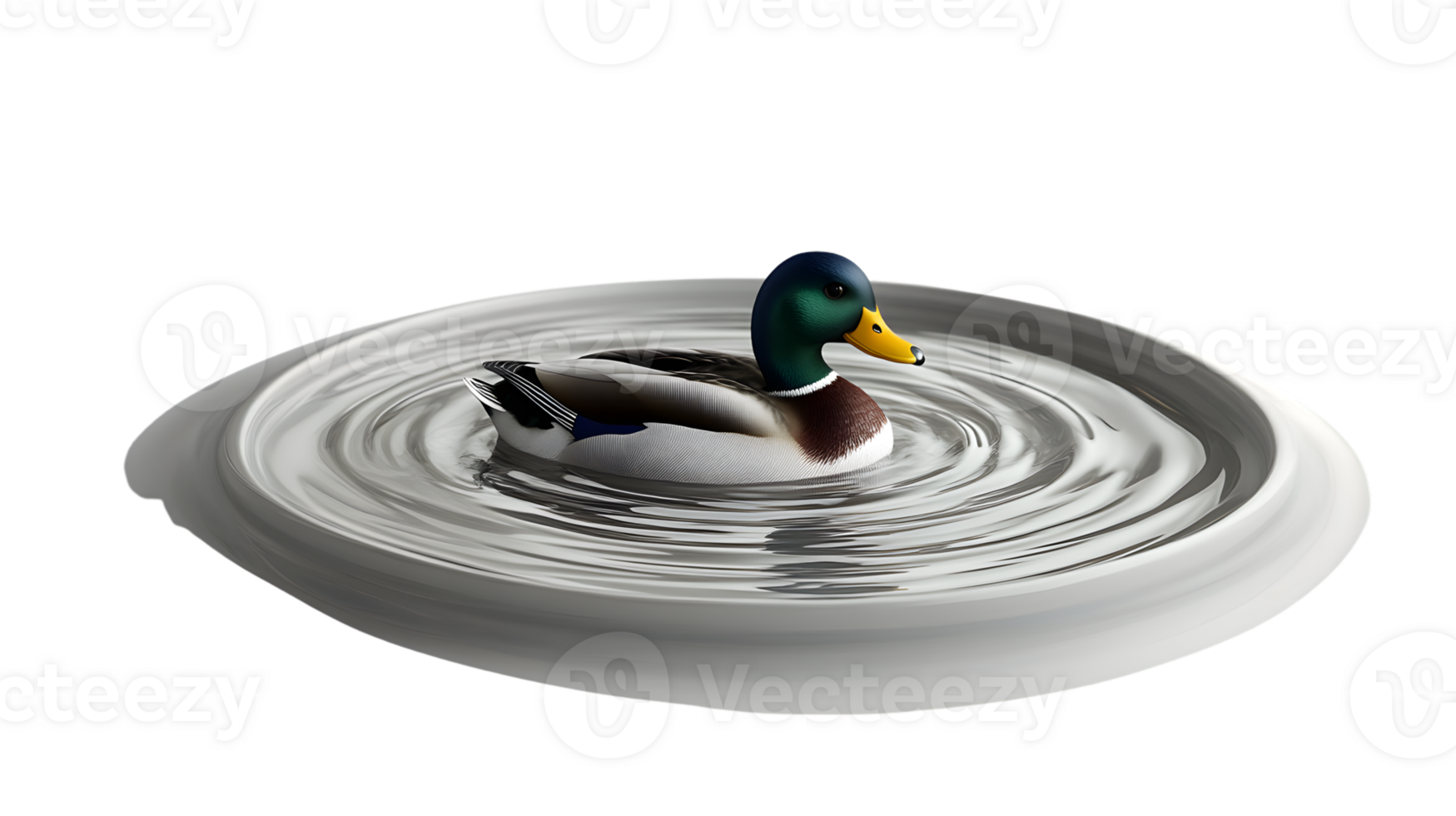 A vibrant waterfowl floating gracefully on rippling water ideal for nature and wildlife themes png