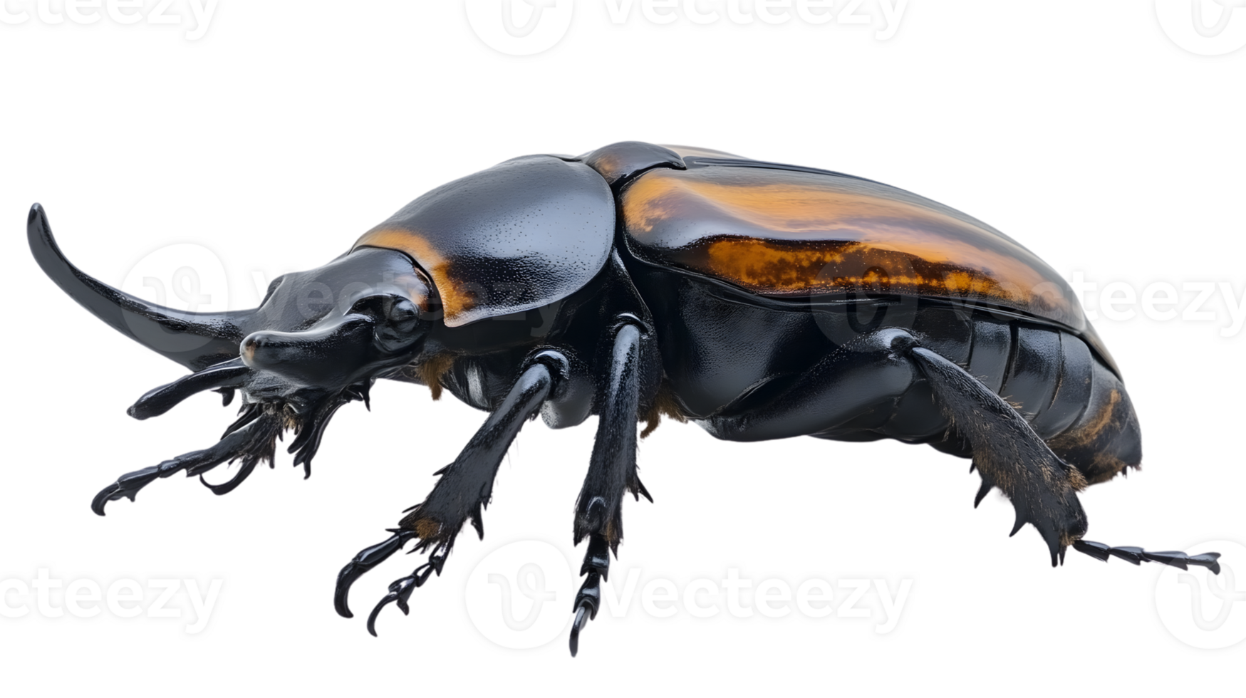 Closeup of a large black and orange beetle with a prominent horn png