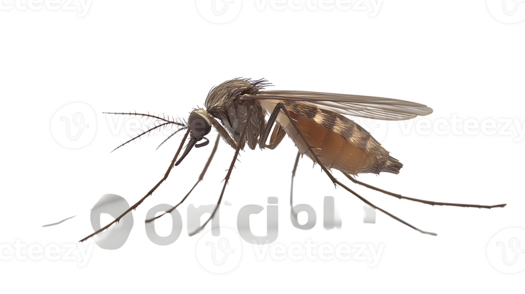 Detailed Illustration of a Mosquito with Transparent Background for Design Projects png