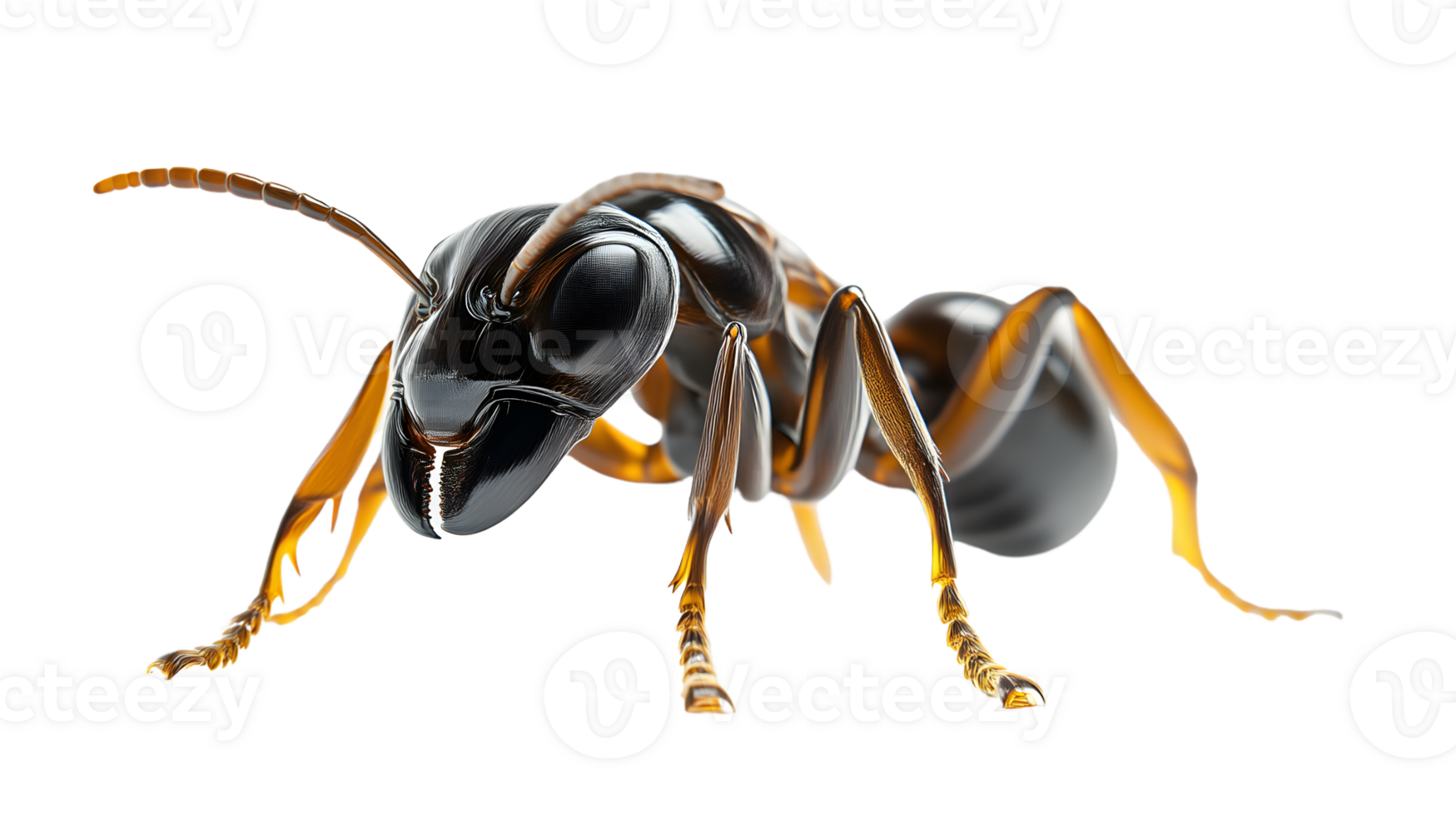 Detailed Illustration of an Insect with Shiny Exoskeleton and Vibrant Colors for Nature Scienc png