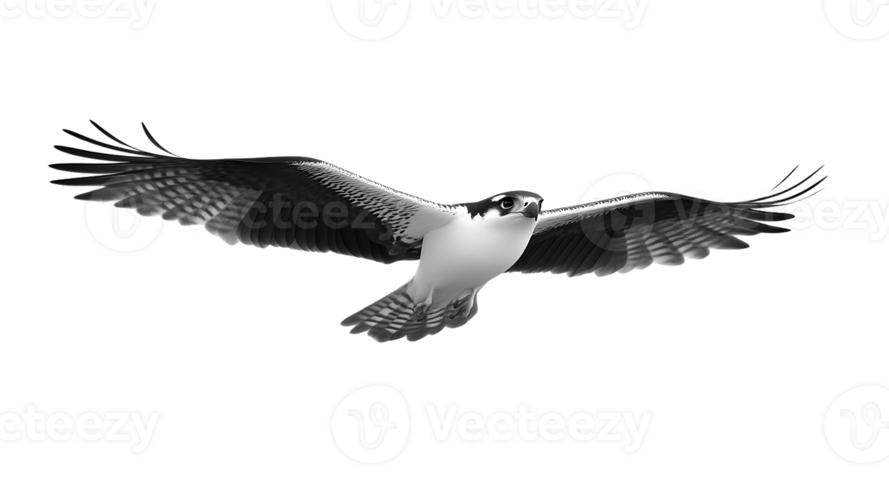 Soaring Bird in Flight with Detailed Feathers and Dynamic Wingspan png