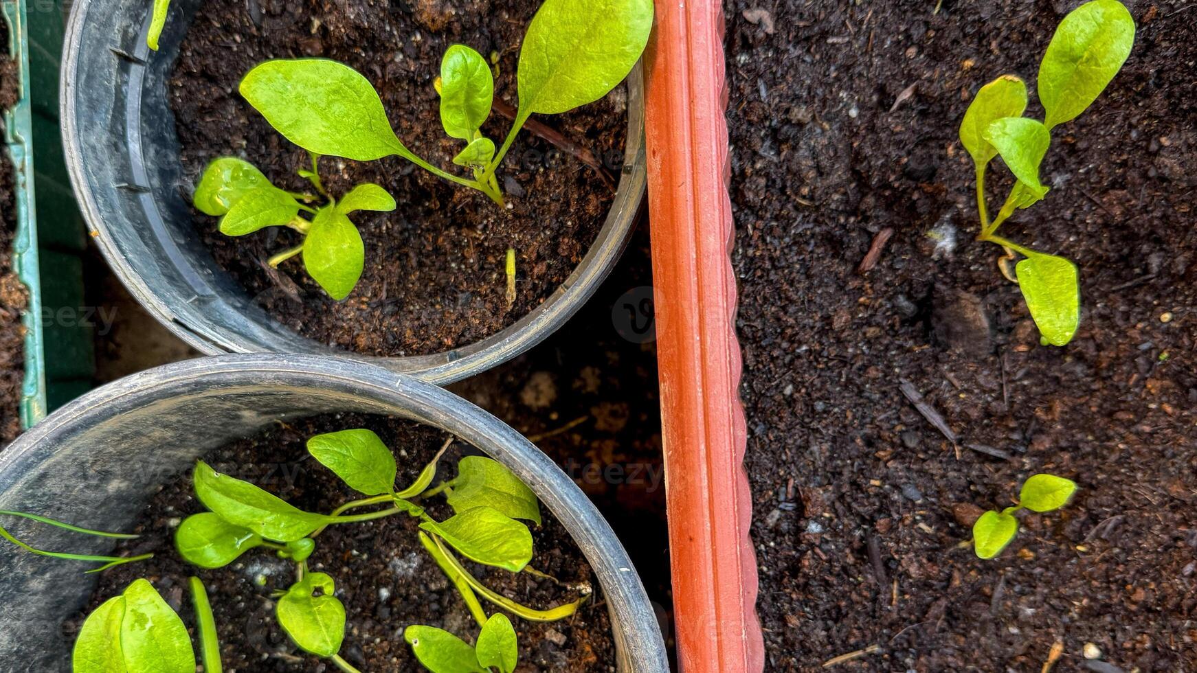 Sprouting spinach seedlings in rustic pots, heralding Earth Days verdant promise, a botanical tapestry weaving hope and renewal photo