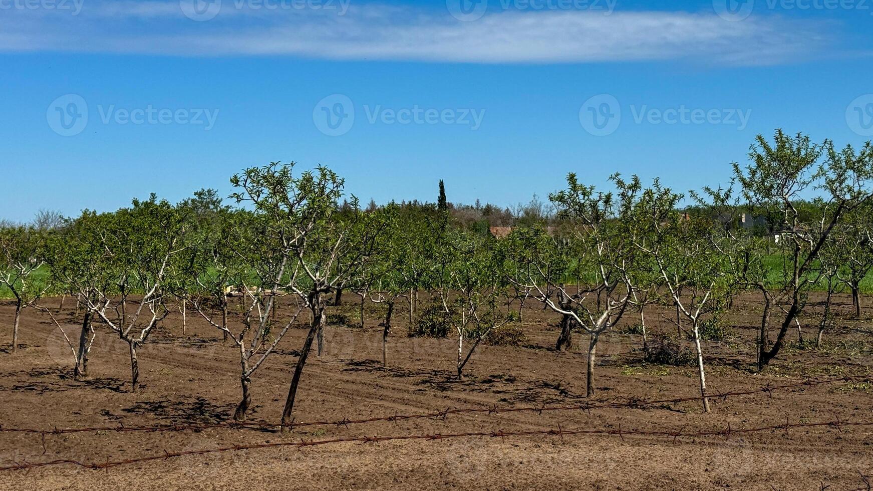 Sunlit almond grove whispers of fertility rites, Earth Day renewal, and timeless Mediterranean harvests under azure skies photo