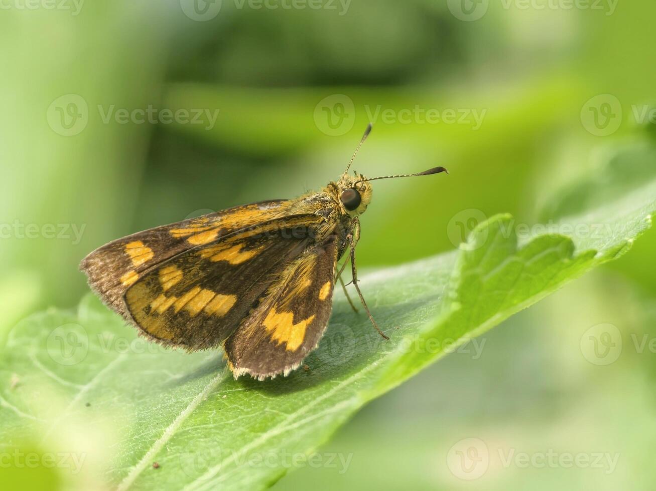 Close-Up of a Beautiful Butterfly Resting on a Leaf in Nature photo
