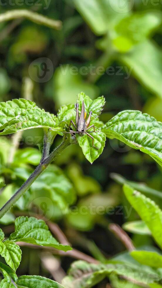Close-Up of a Brown Grasshopper Resting on a Green Textured Leaf in Nature photo