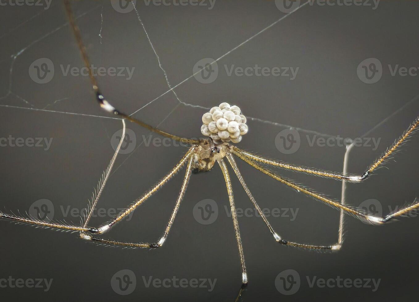 Macro Shot of a Long-Legged Spider Guarding Egg Cluster photo