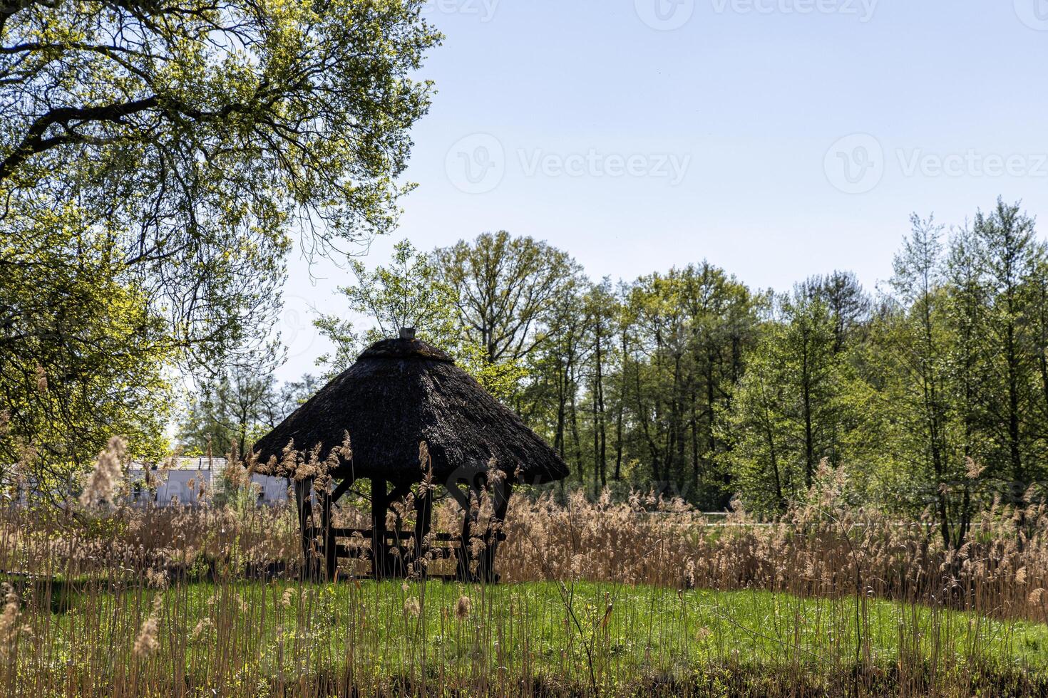 Wooden gazebo with a roof covered with straw for a picnic and rest in the park under spring oaks. Poland. photo