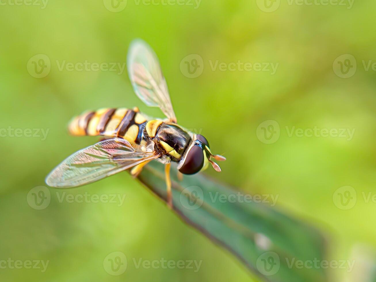 Hoverfly Resting on Green Leaf. A close-up of a colorful hoverfly perched delicately on a green leaf in a vibrant natural background. photo