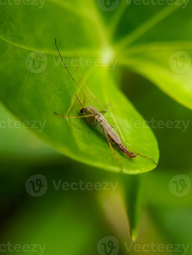 Wyeomyia smithii, the pitcher plant mosquito. A tiny mosquito delicately rests on a vibrant green leaf under soft natural light. photo