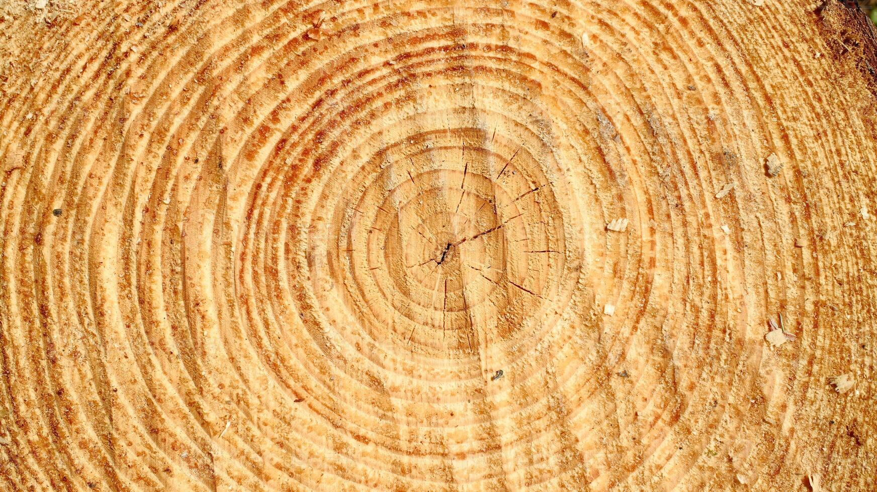 freshly cut tree trunk cross section showing detailed concentric growth rings, wood grain pattern and texture backgdrop photo