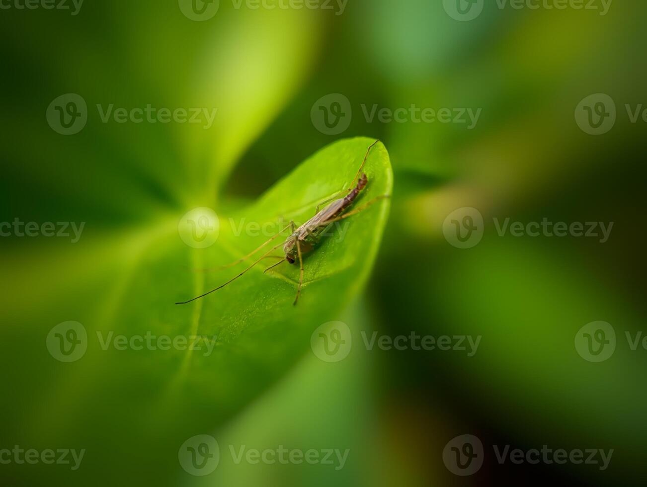The Pitcher Plant Mosquito, Wyeomyia Smithii. A tiny mosquito delicately rests on a vibrant green leaf under soft natural light. photo