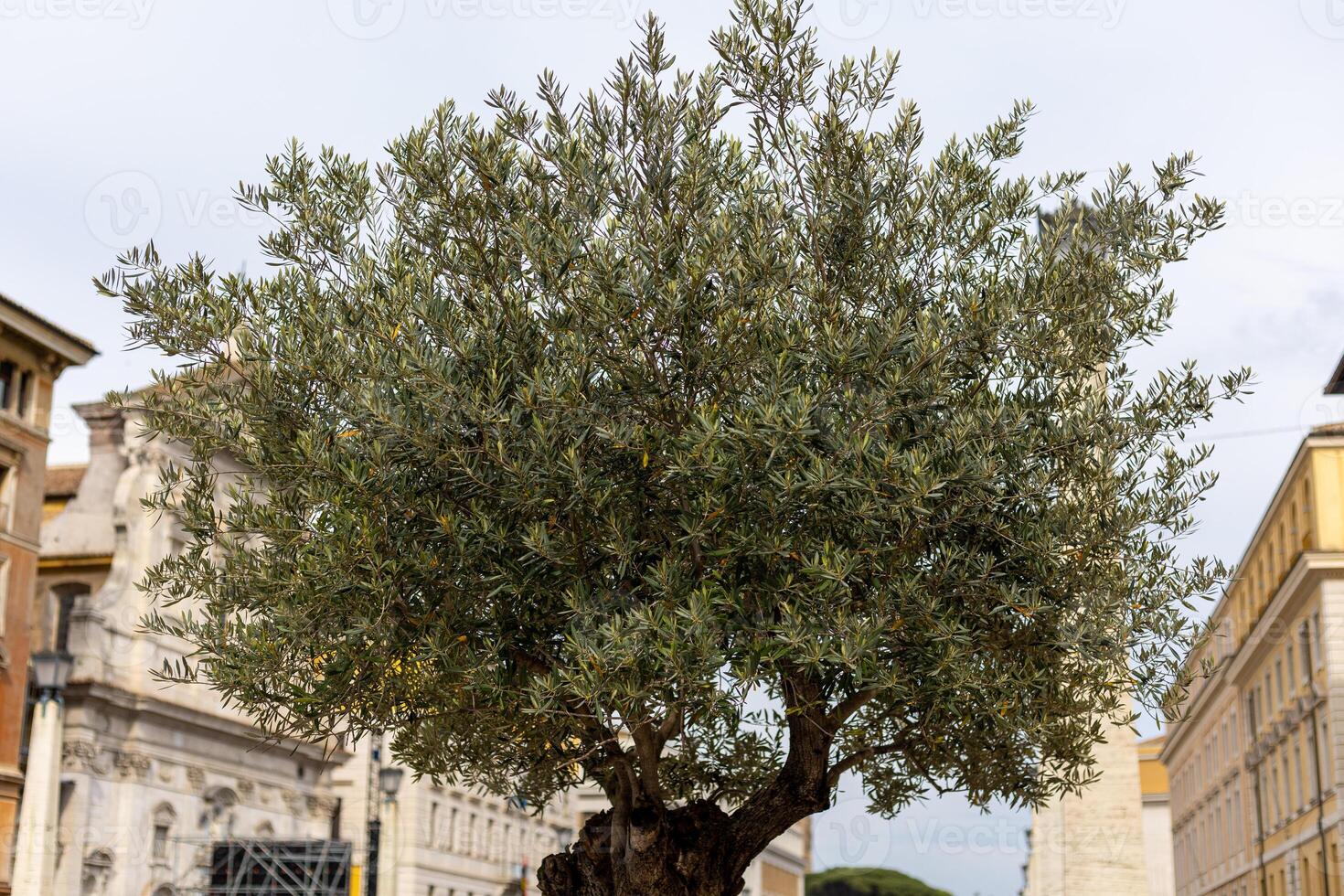 Olive tree stands prominently in a historic urban plaza surrounded by classic architecture during a cloudy day photo