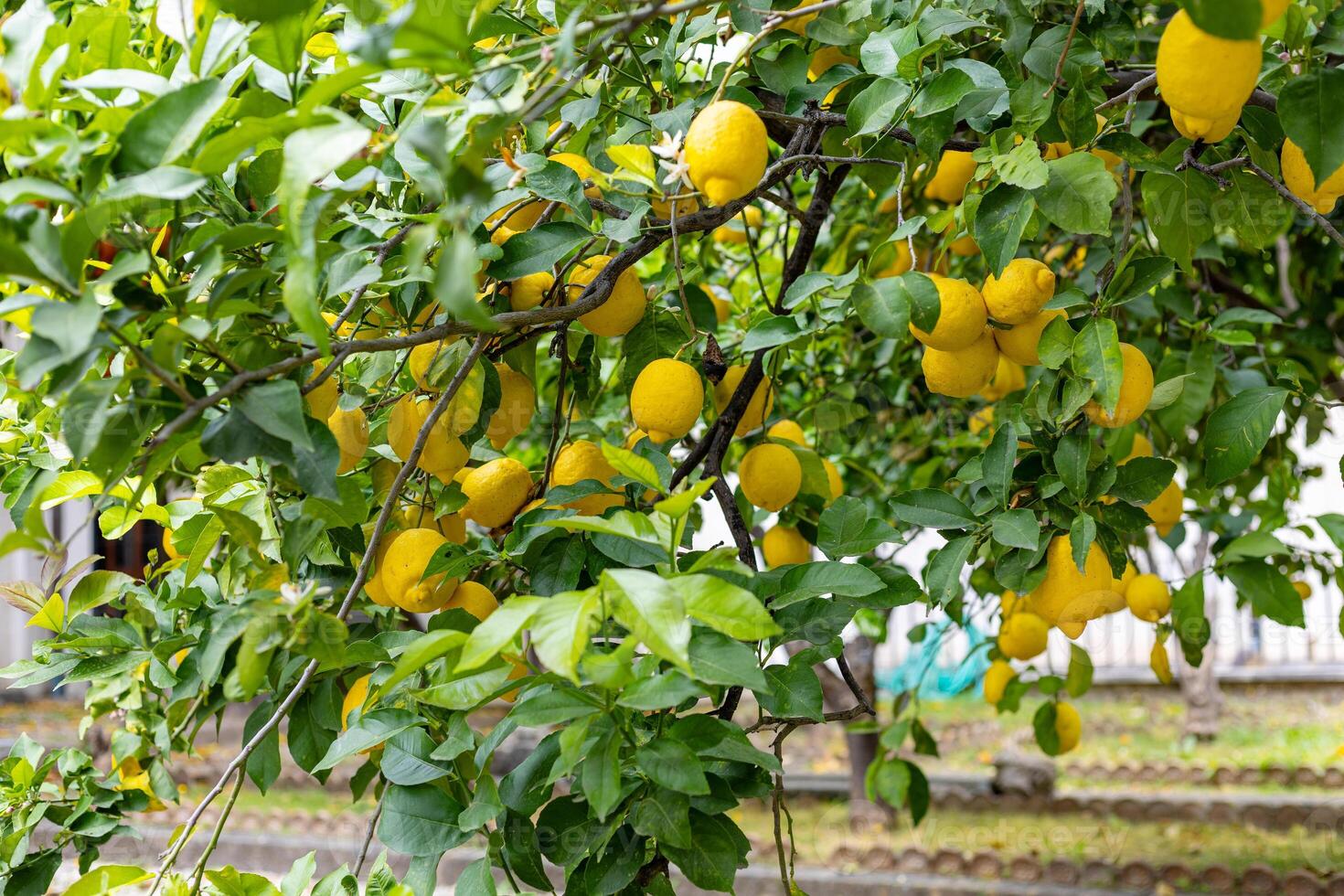 Bright yellow lemons hang in abundance on a lush green tree in a sunny garden setting photo