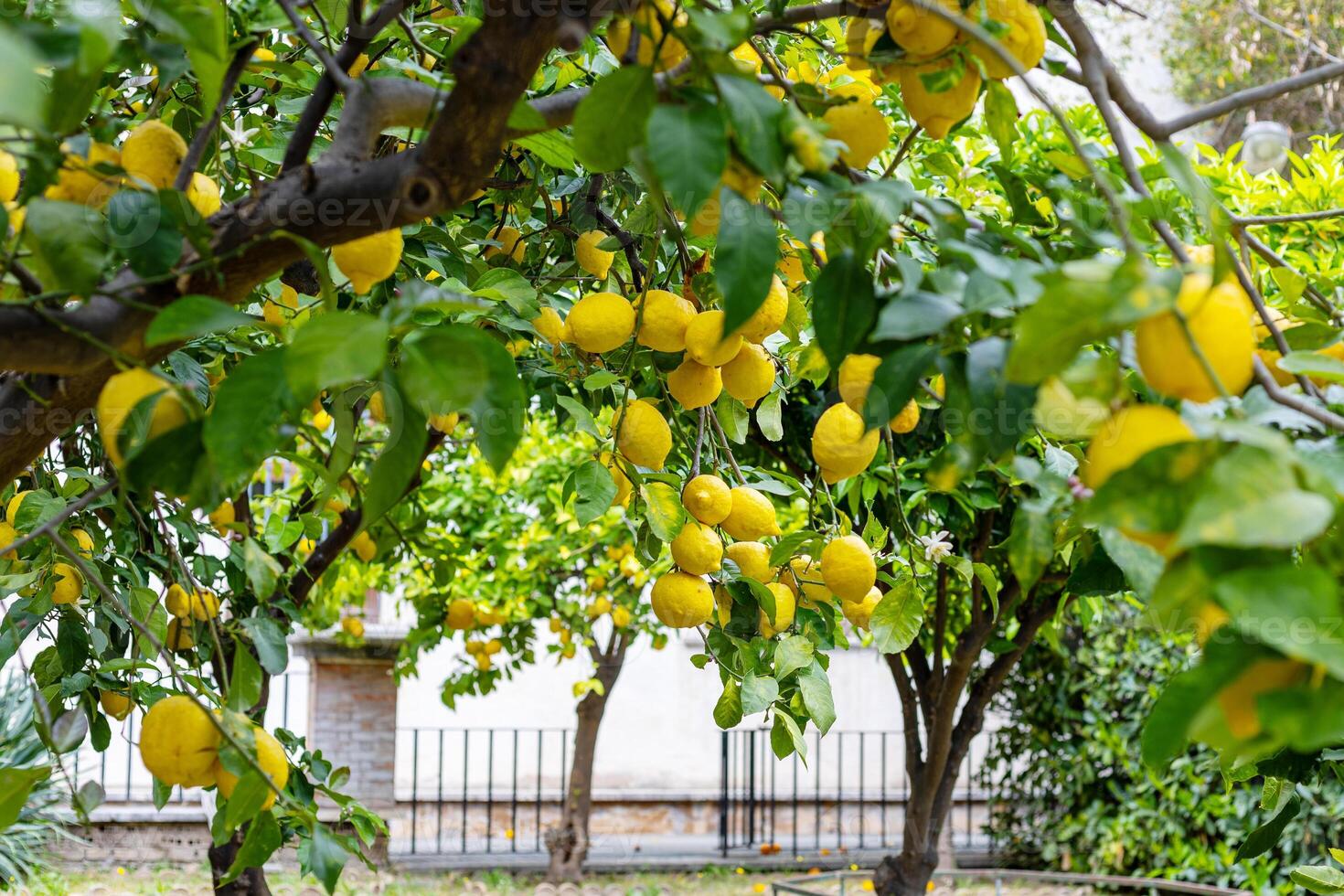Lemon trees laden with ripe fruit in a lush garden during late spring photo