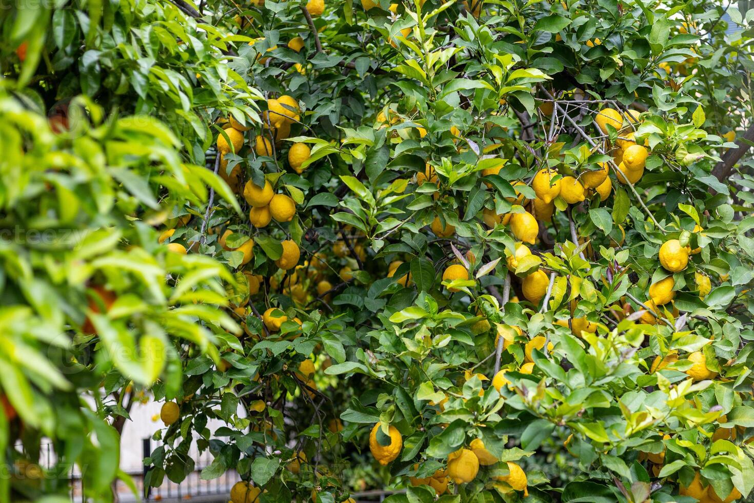 Lemon tree laden with ripe fruit in a sunny garden during mid-summer photo