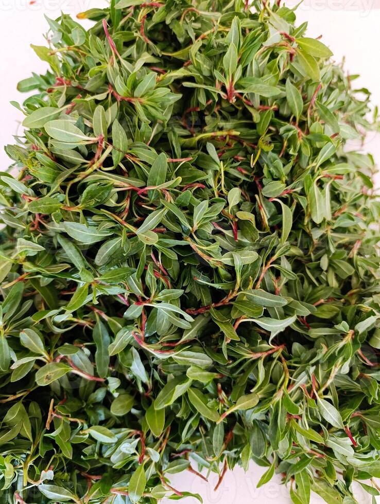 Polygonum cognatum, commonly called Indian knotgrass or madimak photo