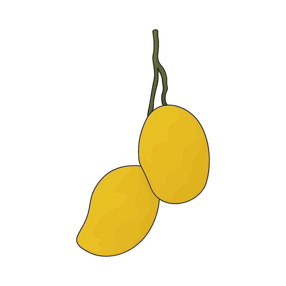 fresh mango illustration vector