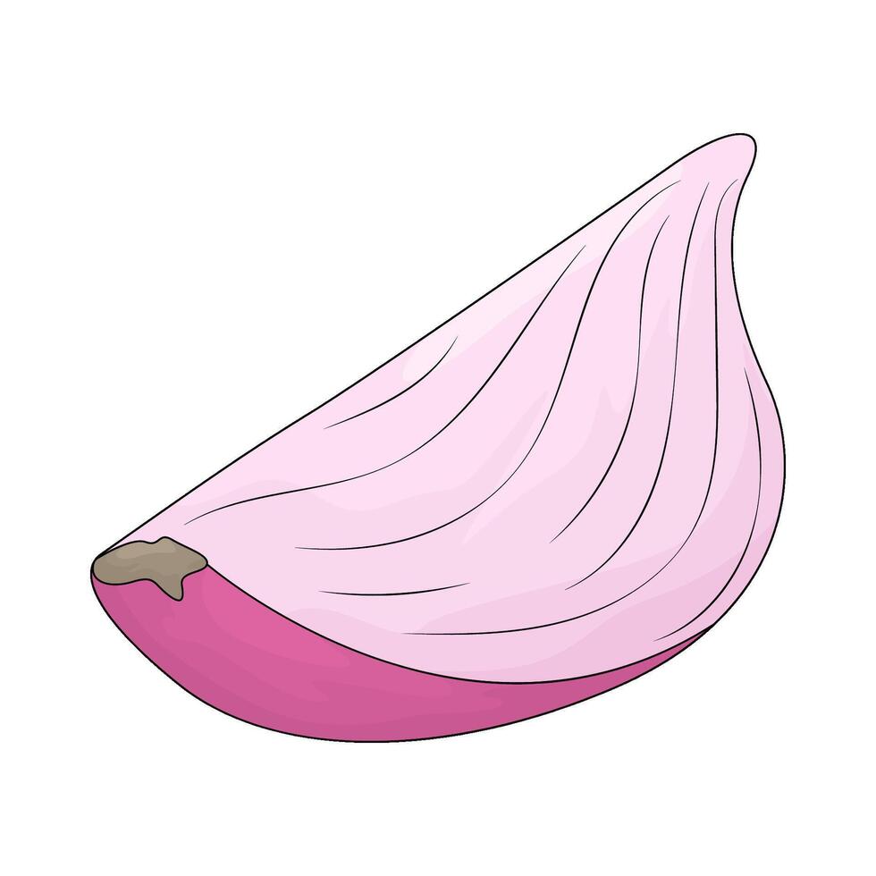 illustration of a half shallot vector