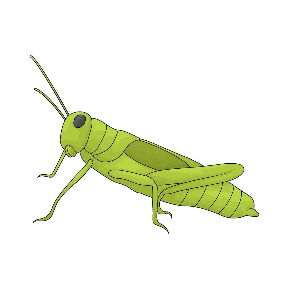 illustration of cute grasshopper vector