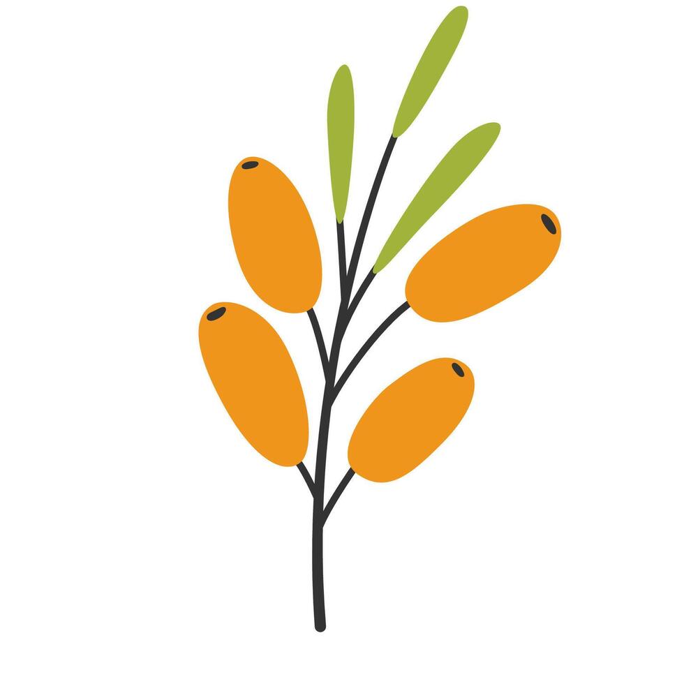 Hand drawn sea buckthorn twig, simple flat style. Wild forest berries vector